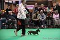 Crufts2011_2 1647